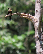 Brown Jacamar