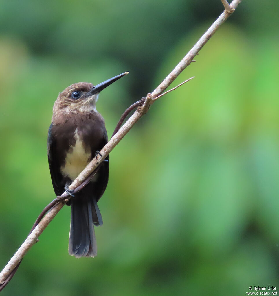Brown Jacamaradult
