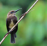 Jacamar brun