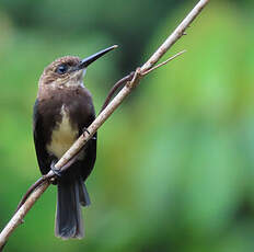 Jacamar brun