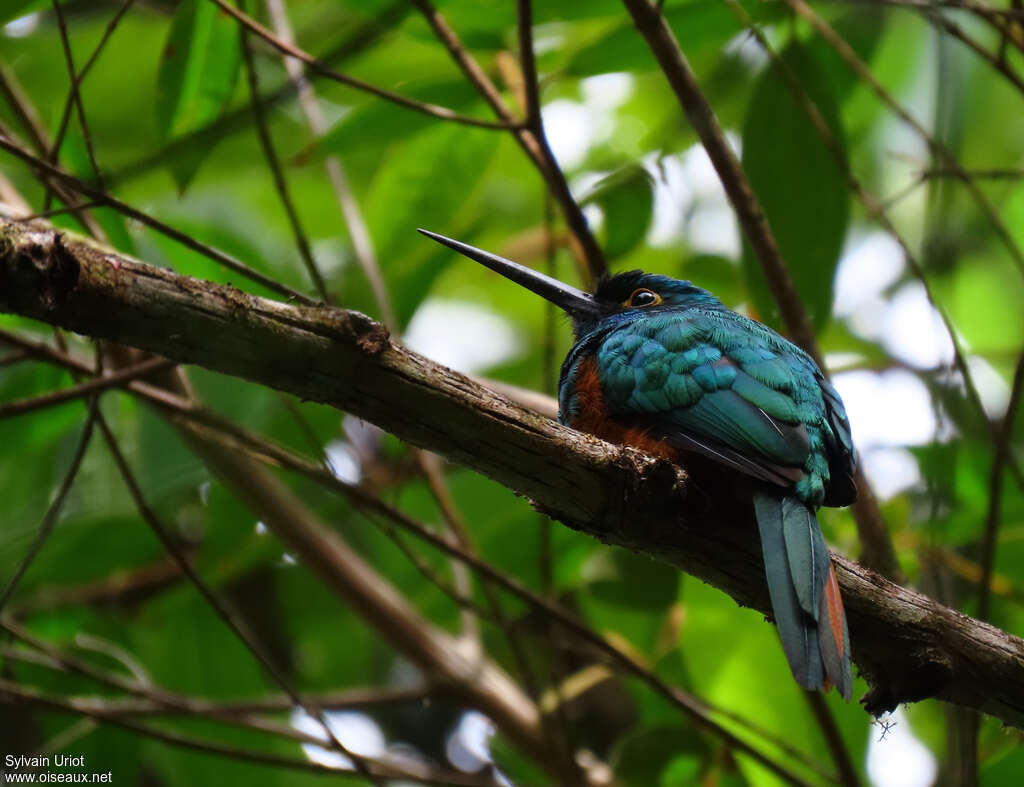 Jacamar des Andesadulte, identification