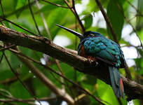 Jacamar des Andes