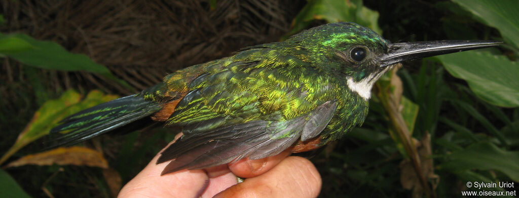 Jacamar vert