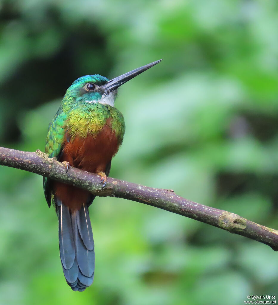 Jacamar vert