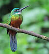 Jacamar vert