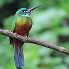 Jacamar vert
