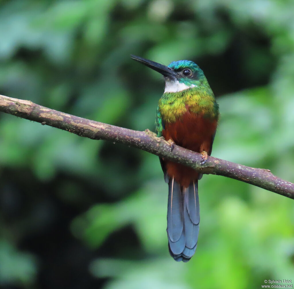 Jacamar vert