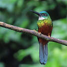 Jacamar vert