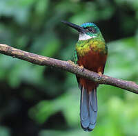 Jacamar vert