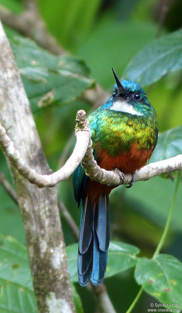 Jacamar vert mâle