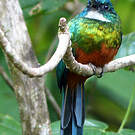 Jacamar vert