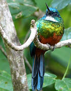 Green-tailed Jacamar