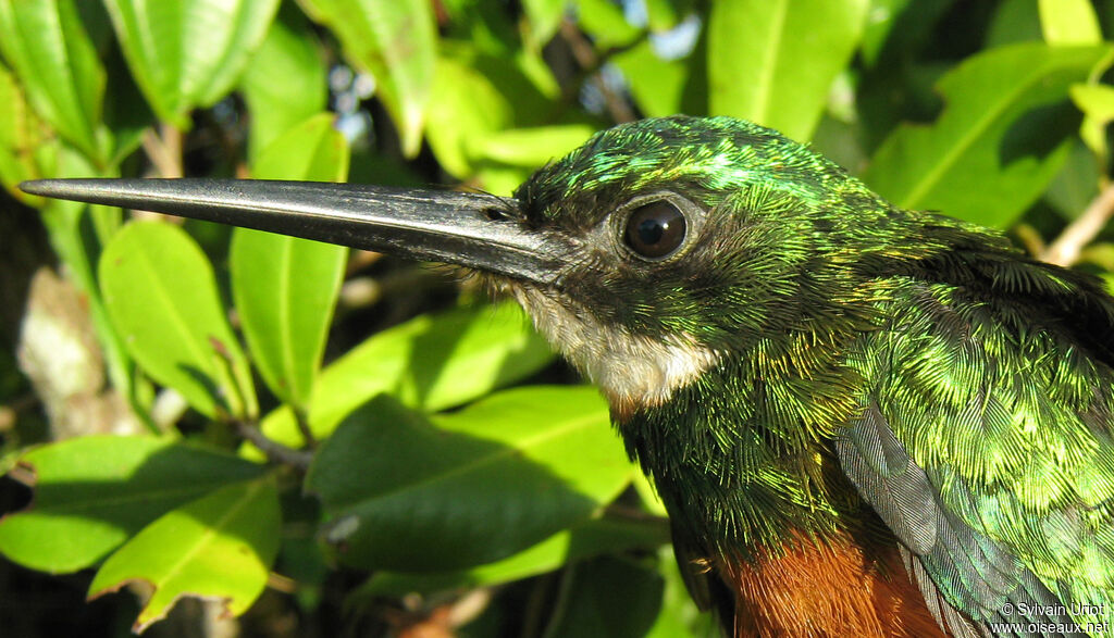 Jacamar vert mâle adulte