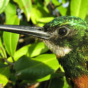 Green-tailed Jacamar