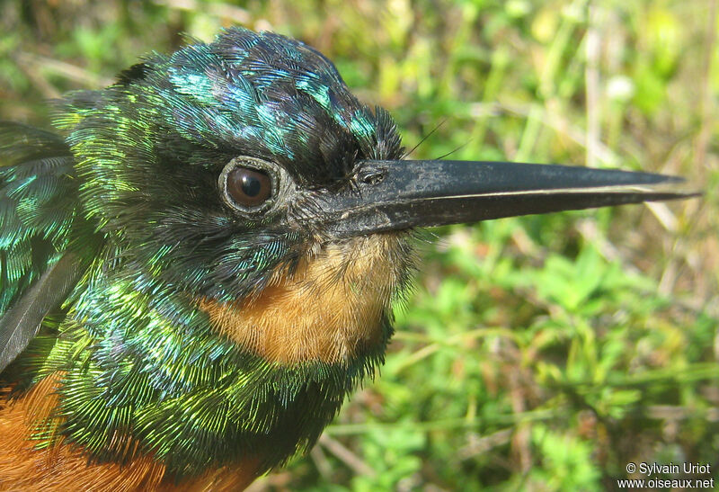 Green-tailed Jacamar female adult
