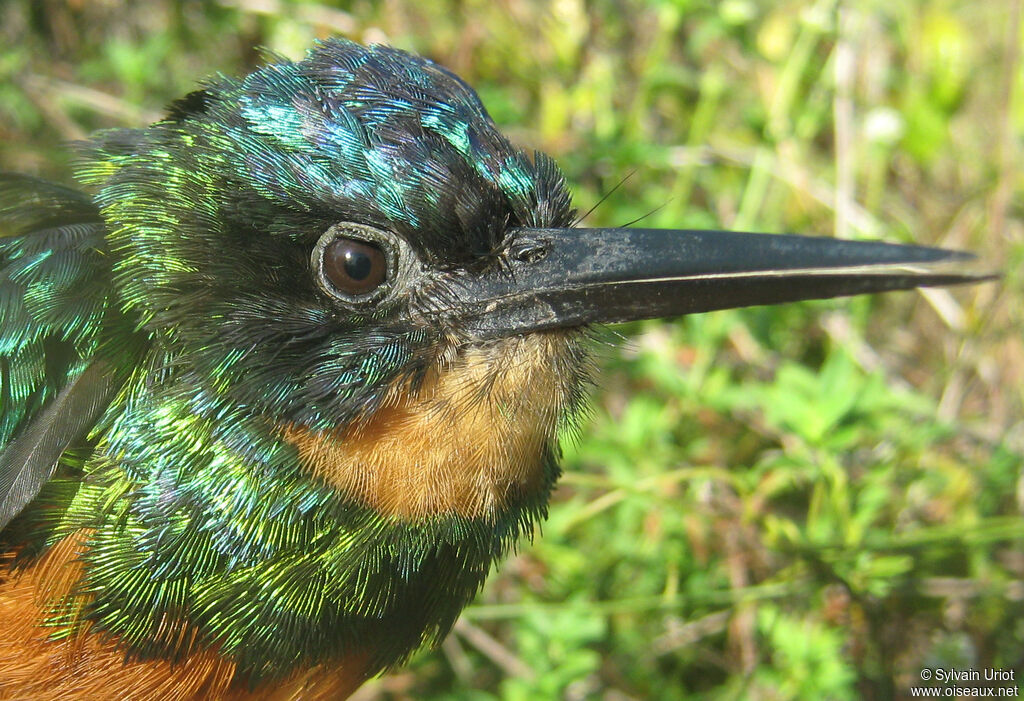 Jacamar vert femelle adulte