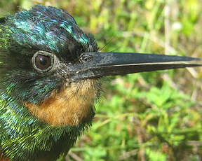 Jacamar vert