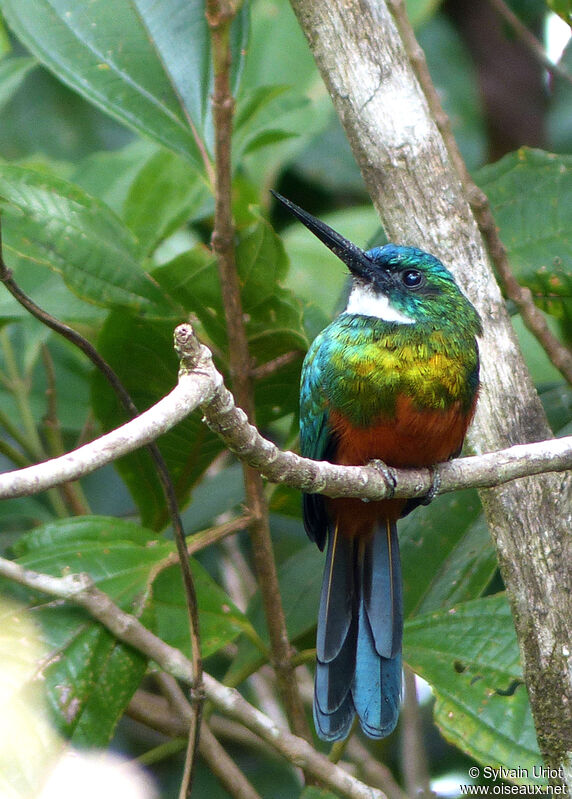 Green-tailed Jacamar male adult