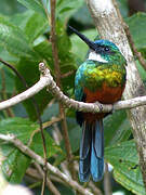 Green-tailed Jacamar