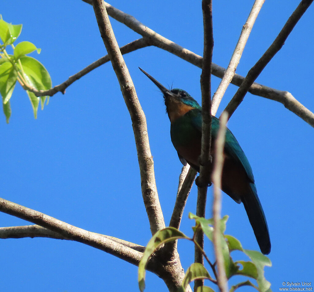 Jacamar vert femelle adulte