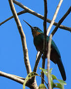 Green-tailed Jacamar