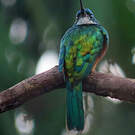 Jacamar vert