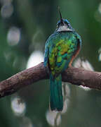 Green-tailed Jacamar