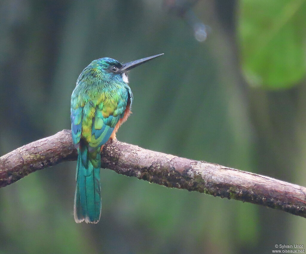 Jacamar vert mâle adulte