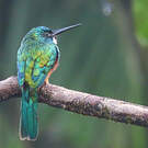 Jacamar vert