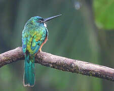 Green-tailed Jacamar