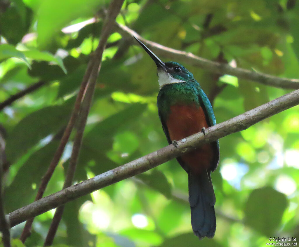 Jacamar vert mâle adulte