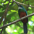 Jacamar vert