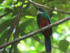 Green-tailed Jacamar