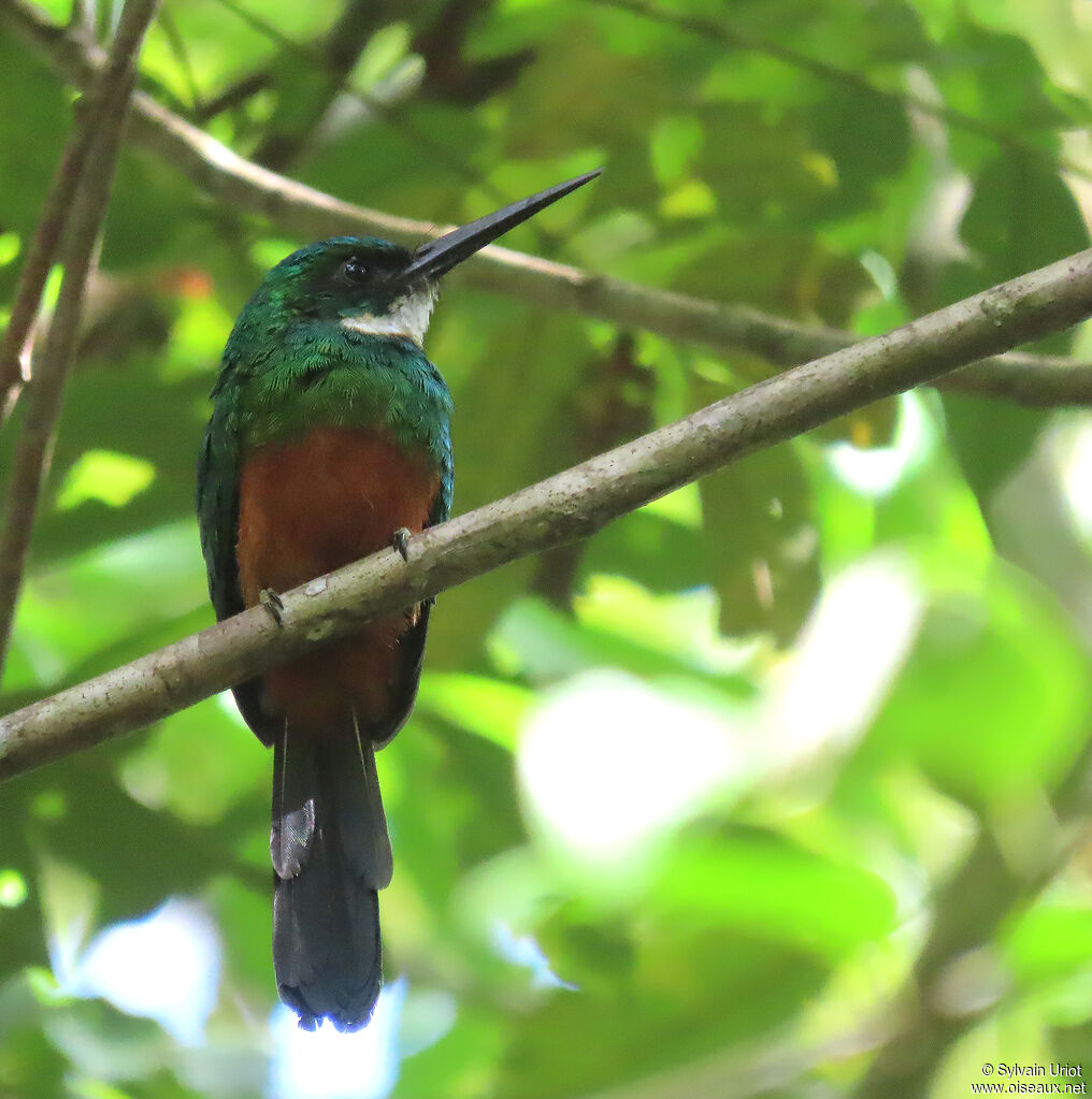 Jacamar vert mâle adulte