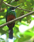 Jacamar vert