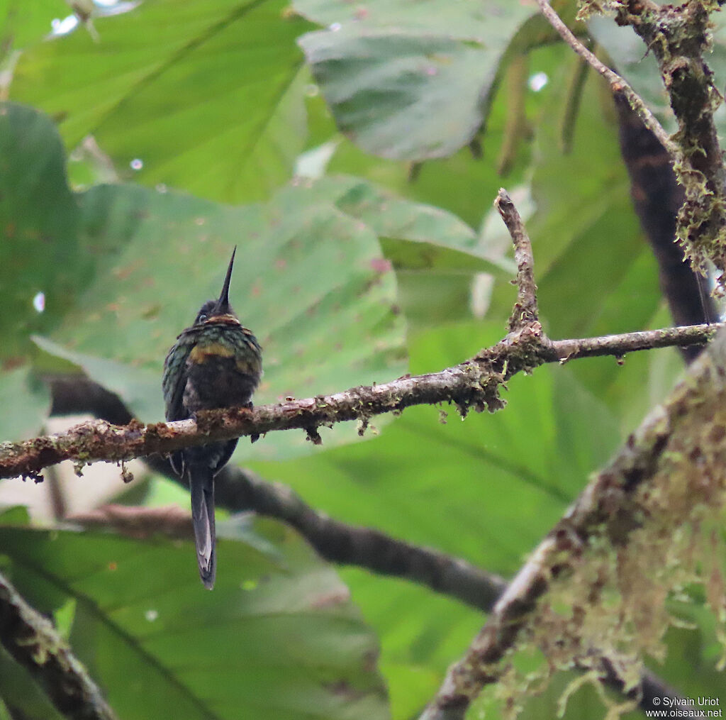 Jacamar violacé femelle adulte