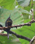 Jacamar violacé