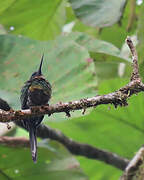 Purplish Jacamar