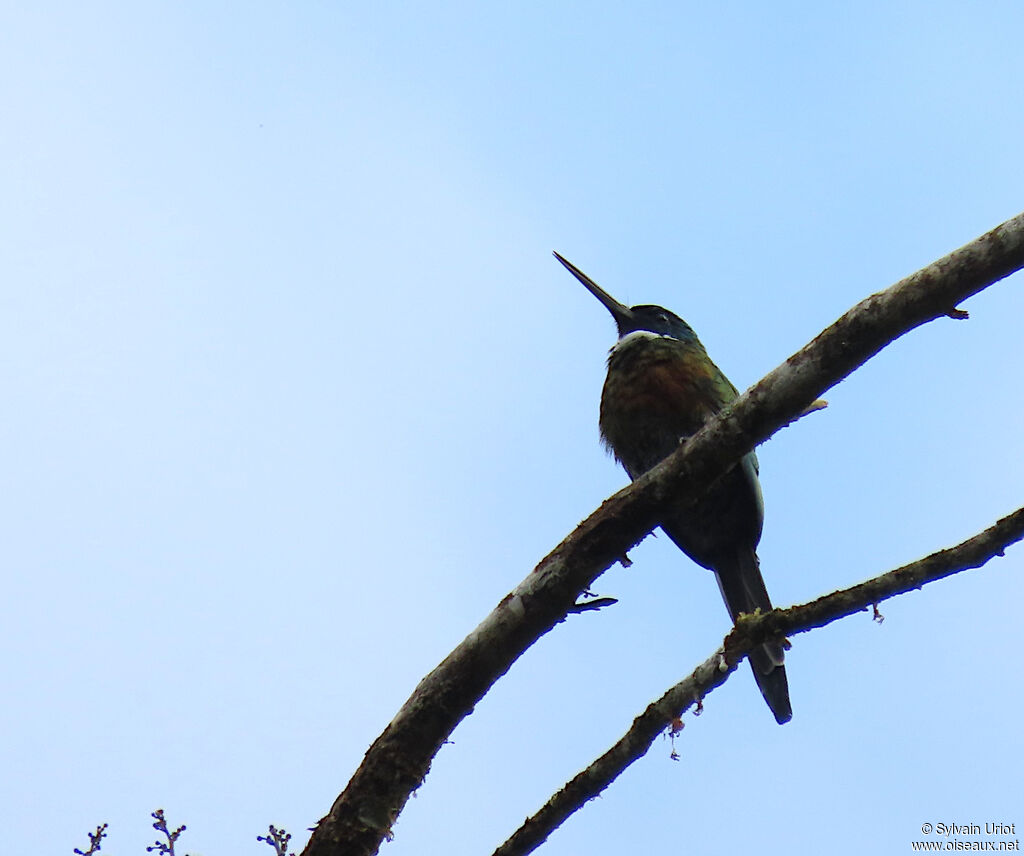 Jacamar violacé mâle adulte