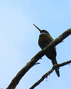 Purplish Jacamar