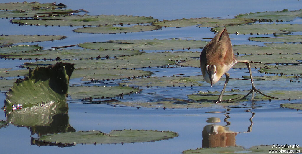 African Jacanajuvenile