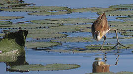 Jacana à poitrine dorée