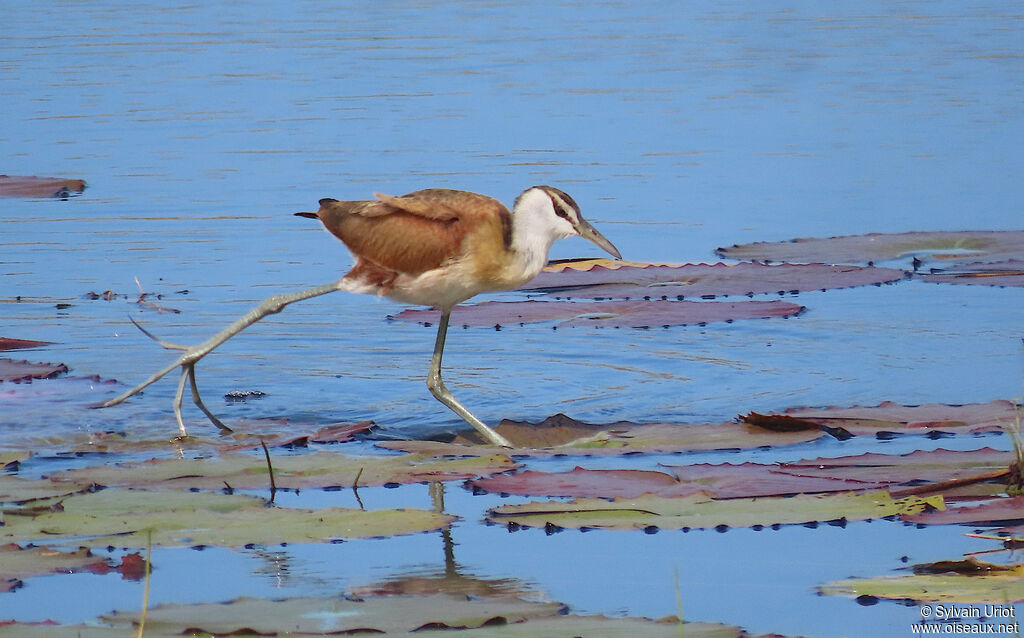 Jacana à poitrine doréejuvénile