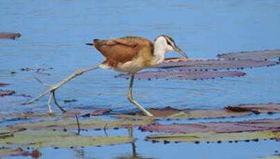 Jacana à poitrine dorée