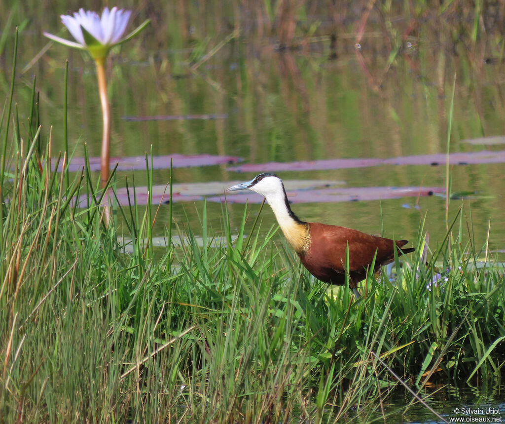 Jacana à poitrine doréeadulte