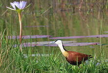 Jacana à poitrine dorée