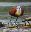 Jacana à poitrine dorée