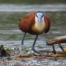 Jacana à poitrine dorée