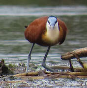 Jacana à poitrine dorée