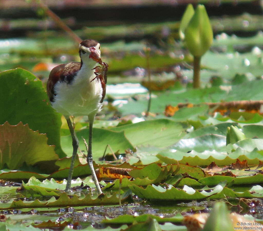 Jacana noirjuvénile